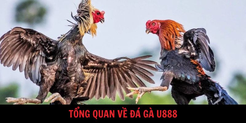 Giới thiệu chung về đá gà U888